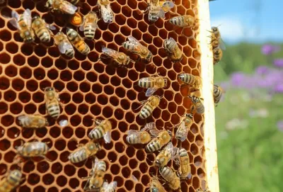 Illustration hive - Image 1