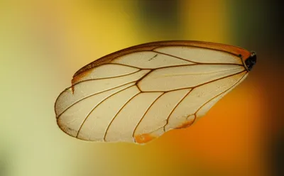 Illustration paper - Image 1