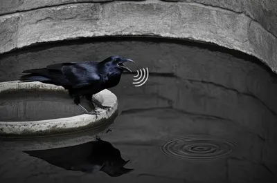 Illustration plunk - Image 1