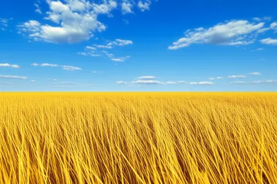 Illustration temperate - Image 1