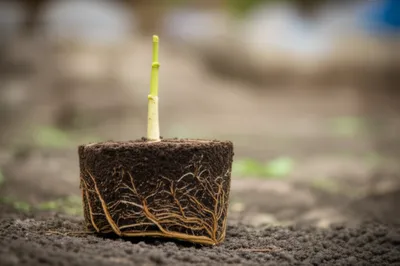 Illustration scape - Image 1