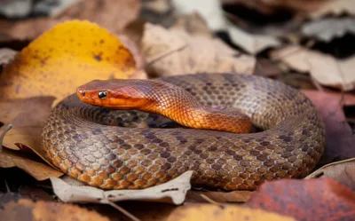 Illustration copperhead