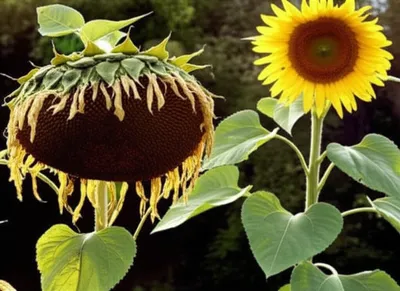 Illustration deflate - Image 1