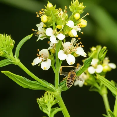 Illustration reseda - Image 1