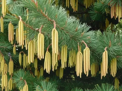 Illustration goslings - Image 1