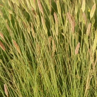 Illustration timothy - Image 1