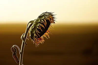 Illustration dwindle - Image 1