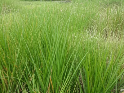 Illustration sedge - Image 1