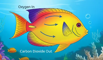 Illustration respirations - Image 1
