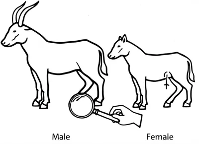 Illustration sex - Image 1