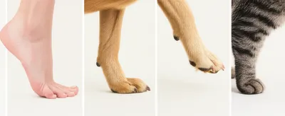 Illustration digitigrade