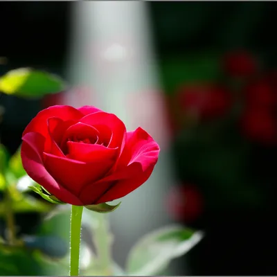 Illustration recollection - Image 1