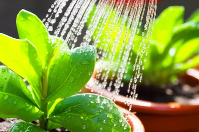 Illustration freshen - Image 1