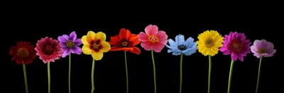 Illustration decimation - Image 1