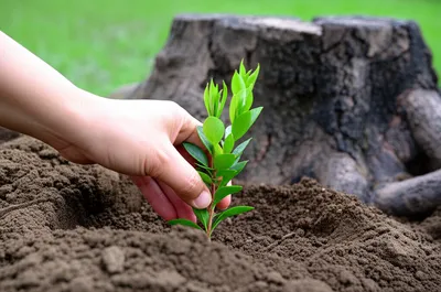 Illustration revert - Image 1