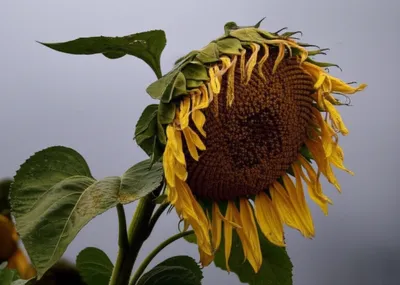 Illustration sullen - Image 1