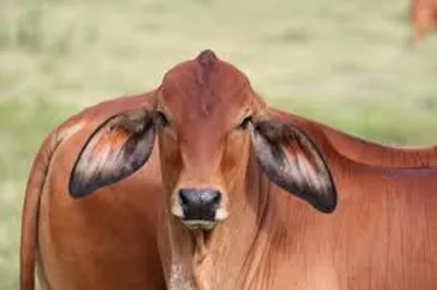 Hình ảnh minh họa poll - Ảnh 2