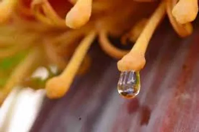 Illustration nectar - Image 2