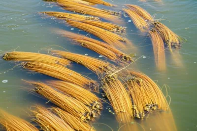 Illustration rotted - Image 1