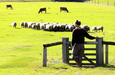 Illustration pasturing