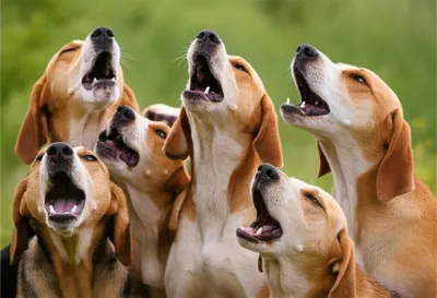 Illustration cries - Image 1