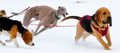 Illustration hounds - Image 1