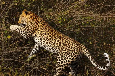 Illustration spots - Image 1