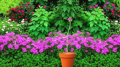 Illustration amplified - Image 1