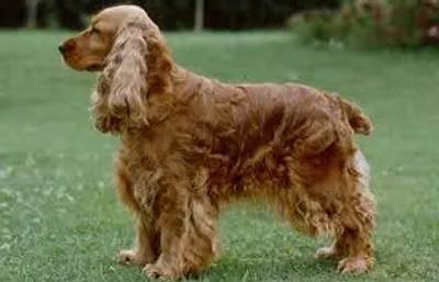 Illustration spaniel - Image 2