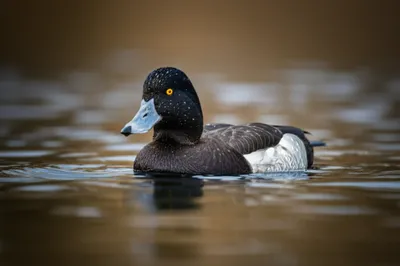 Illustration goldeneye