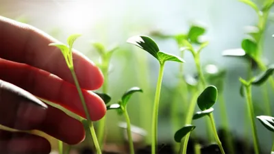 Illustration predisposed - Image 1