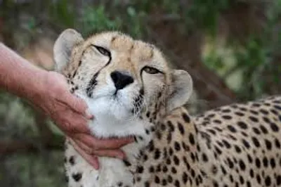 Illustration tame - Image 2