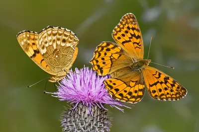 Illustration comma - Image 1