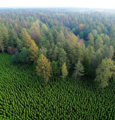 Illustration nat - Image 1