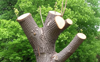 Illustration pollard - Image 1