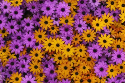 Illustration comp - Image 1