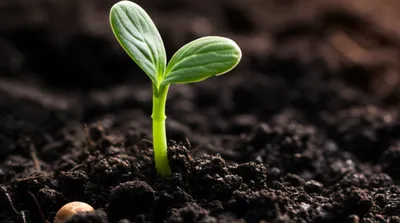 Illustration flourishing - Image 1