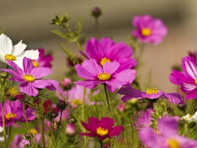 Illustration cosmos - Image 3