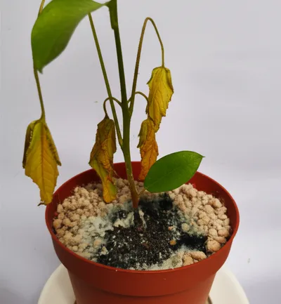 Illustration superinduced - Image 1