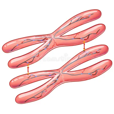 Illustration bivalent - Image 1