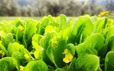 Illustration arugula - Image 1