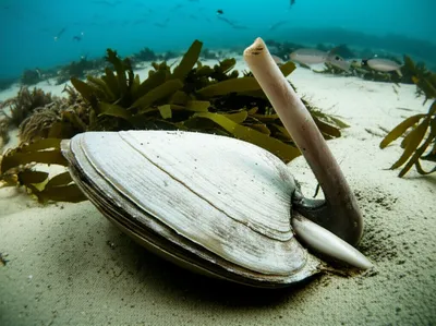 Illustration geoduck - Image 1