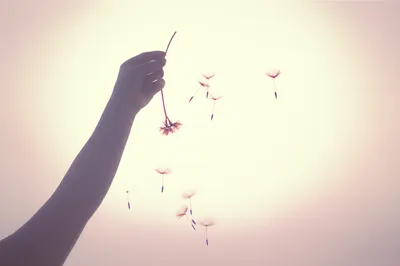 Illustration feathers - Image 1