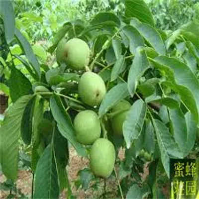 Illustration walnut - Image 2