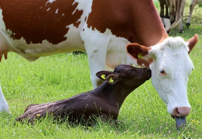 Illustration calves - Image 1