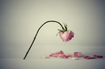 Illustration declines - Image 1