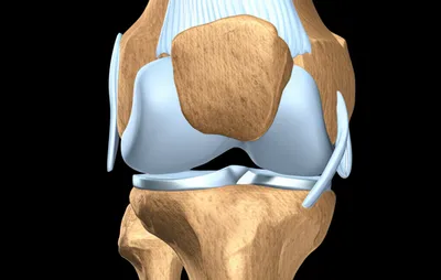 Illustration kneecap