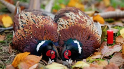 Illustration brace - Image 1