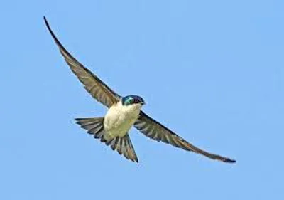 Illustration flight - Image 4