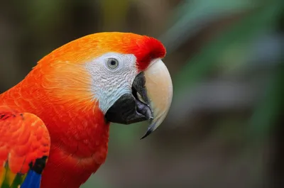 Illustration nib - Image 1